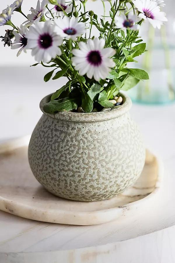 Round Rim Terracotta Jar Planter - Image 0