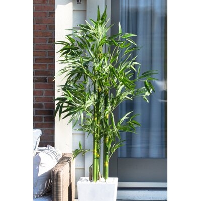 Bamboo Tree in Planter - Image 0