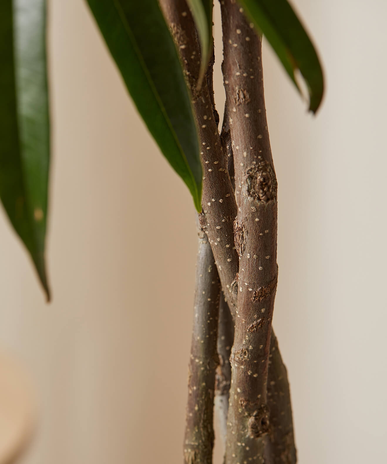 Ficus Alii -  Indigo - Image 1