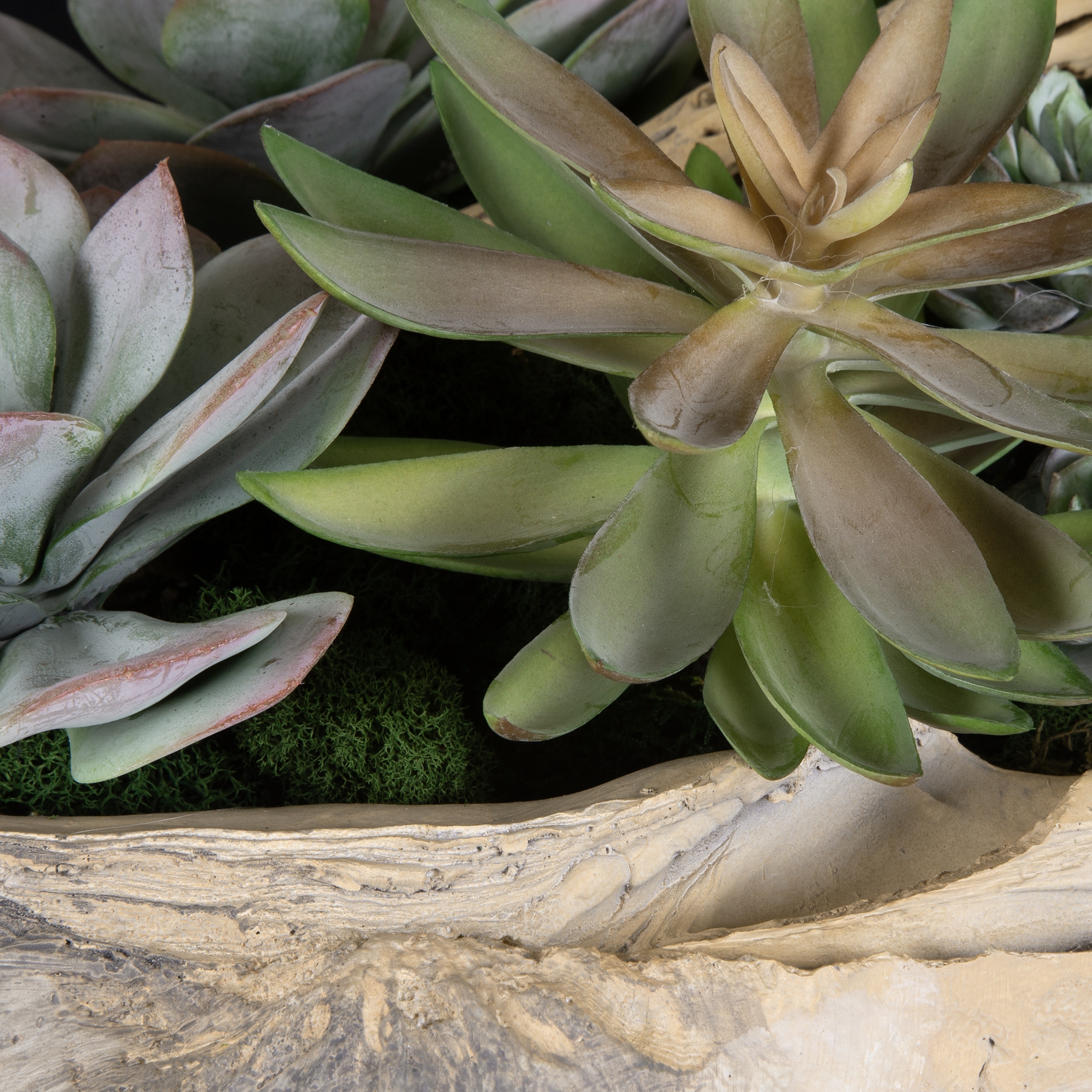 Seaside Breeze Succulents - Image 3