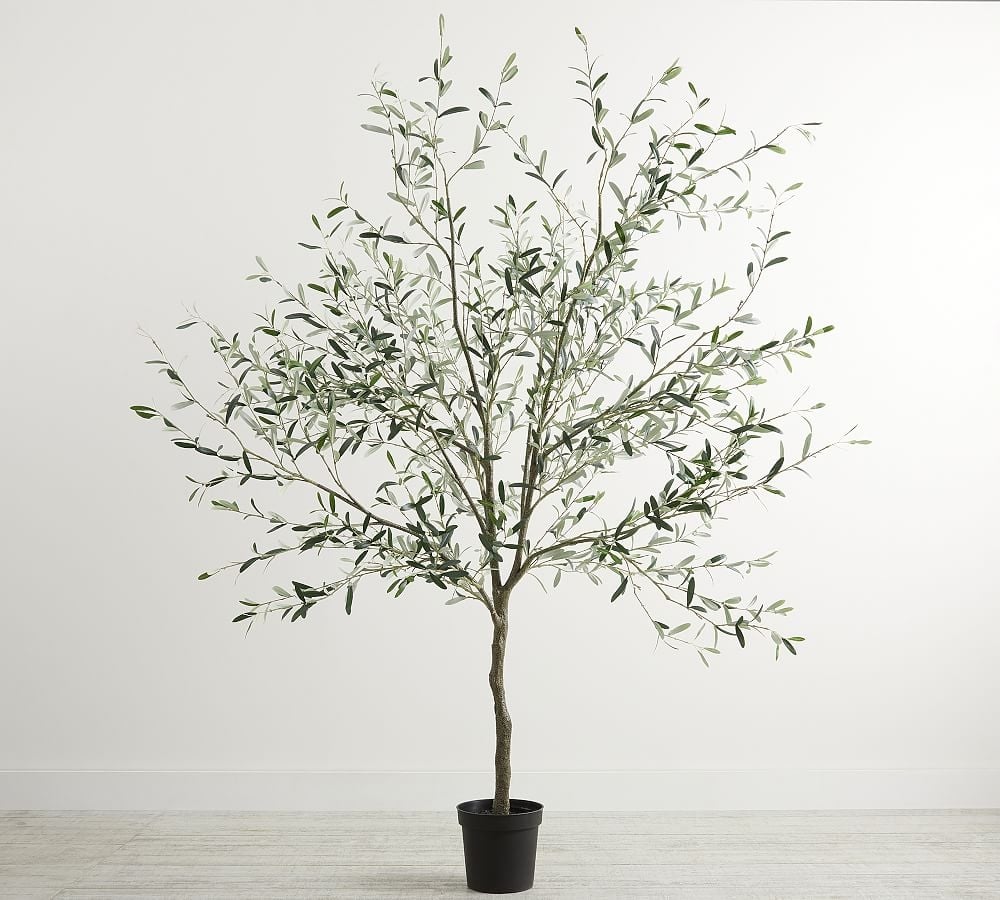 Potted Olive Tree, Xxl, Green - Image 0
