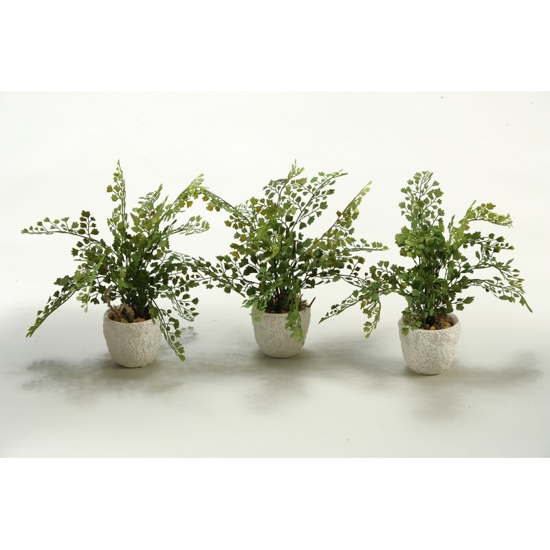 Maiden Hair Tabletop Ferns in Pots, Set of 3 - Image 1