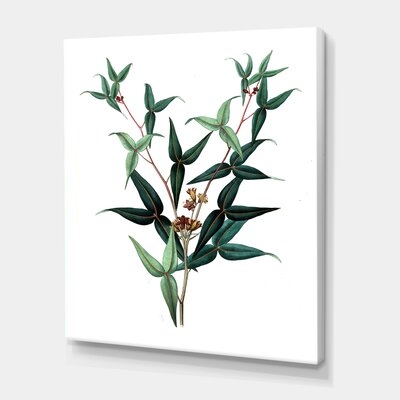 Vintage Green Leaves Plants VIII - Traditional Canvas Wall Art Print PT35472 - Image 0