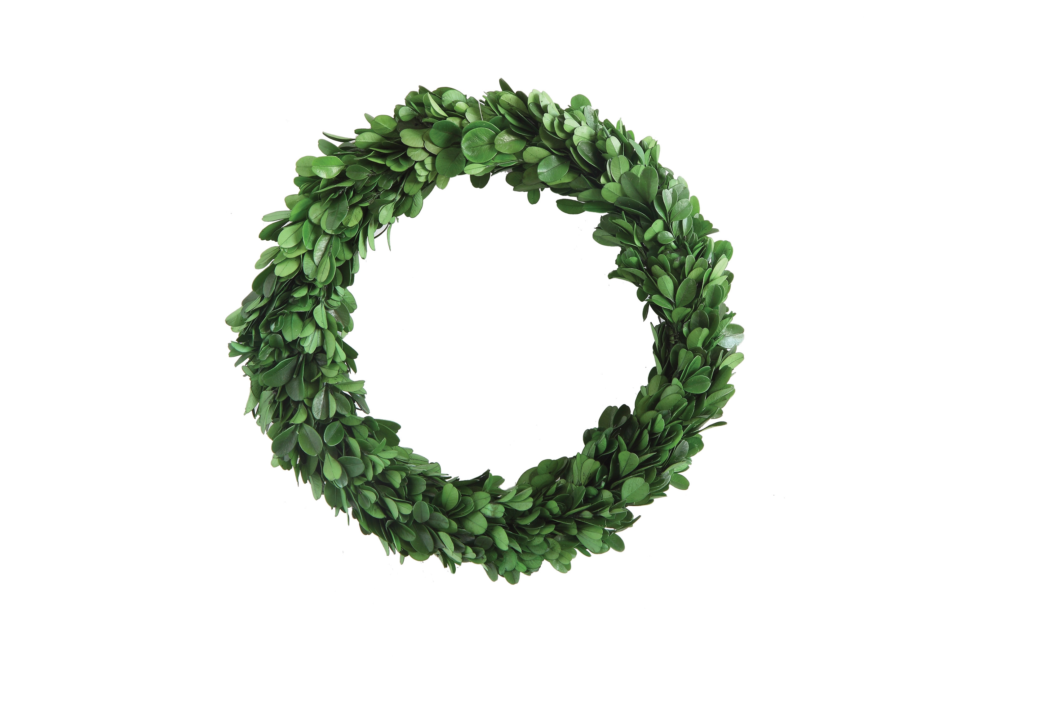 Preserved Genuine Boxwood Wreath - Image 0