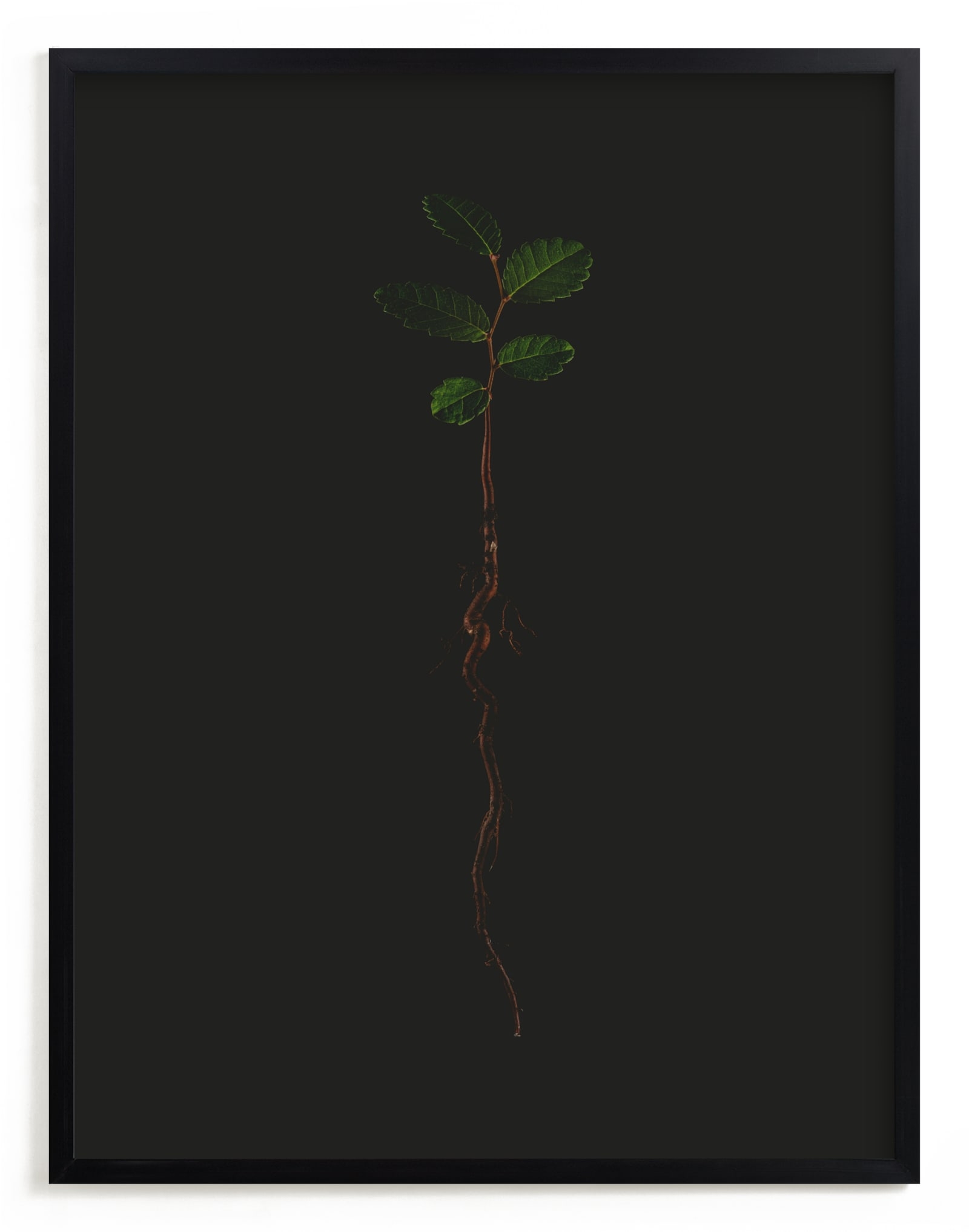 Seedling Elm II Limited Edition Fine Art Print 2 - Image 0