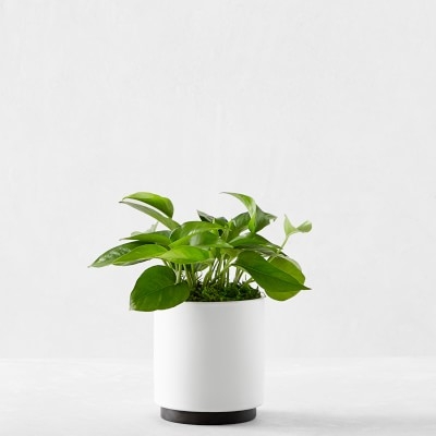 Leon & George Jade Pothos Potted Plant, Small, White - Image 0