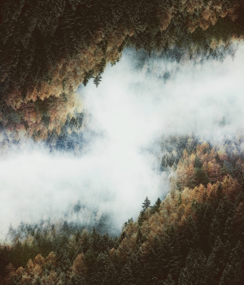 Forest Layers Art Print by Luke Gram - LARGE - Image 1