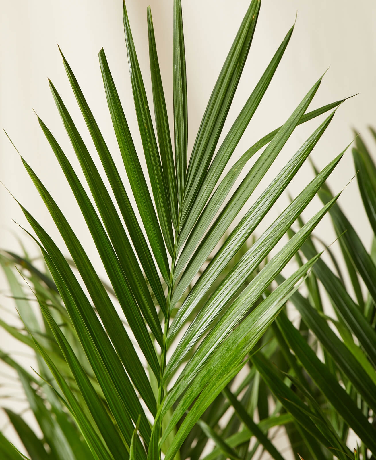 Cat Palm -  Stone - Image 1