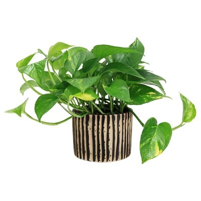 16'' Live Ivy Plant in Planter - Image 0