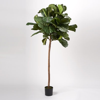 6.5' Fiddle Leaf Fig Tree - Image 0