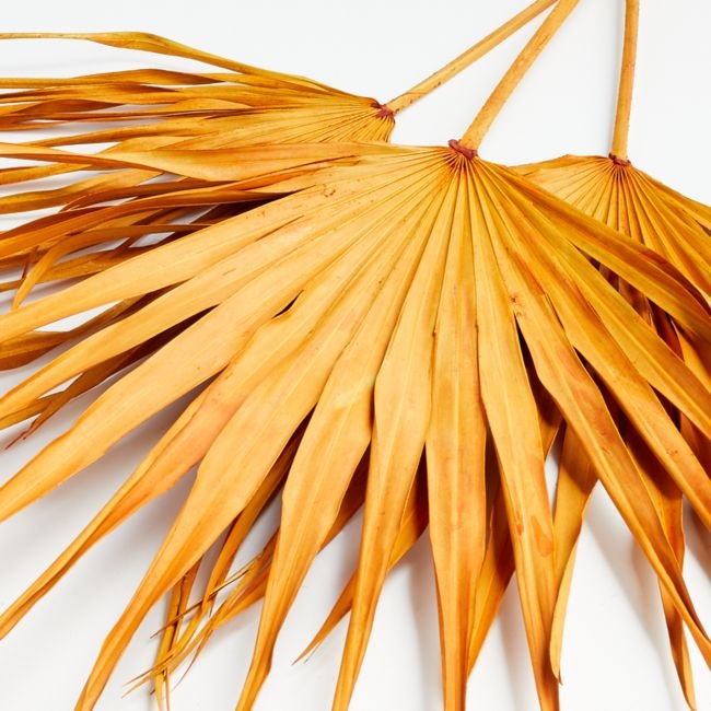 Orange Paper Palms, Set of 3 - Image 0