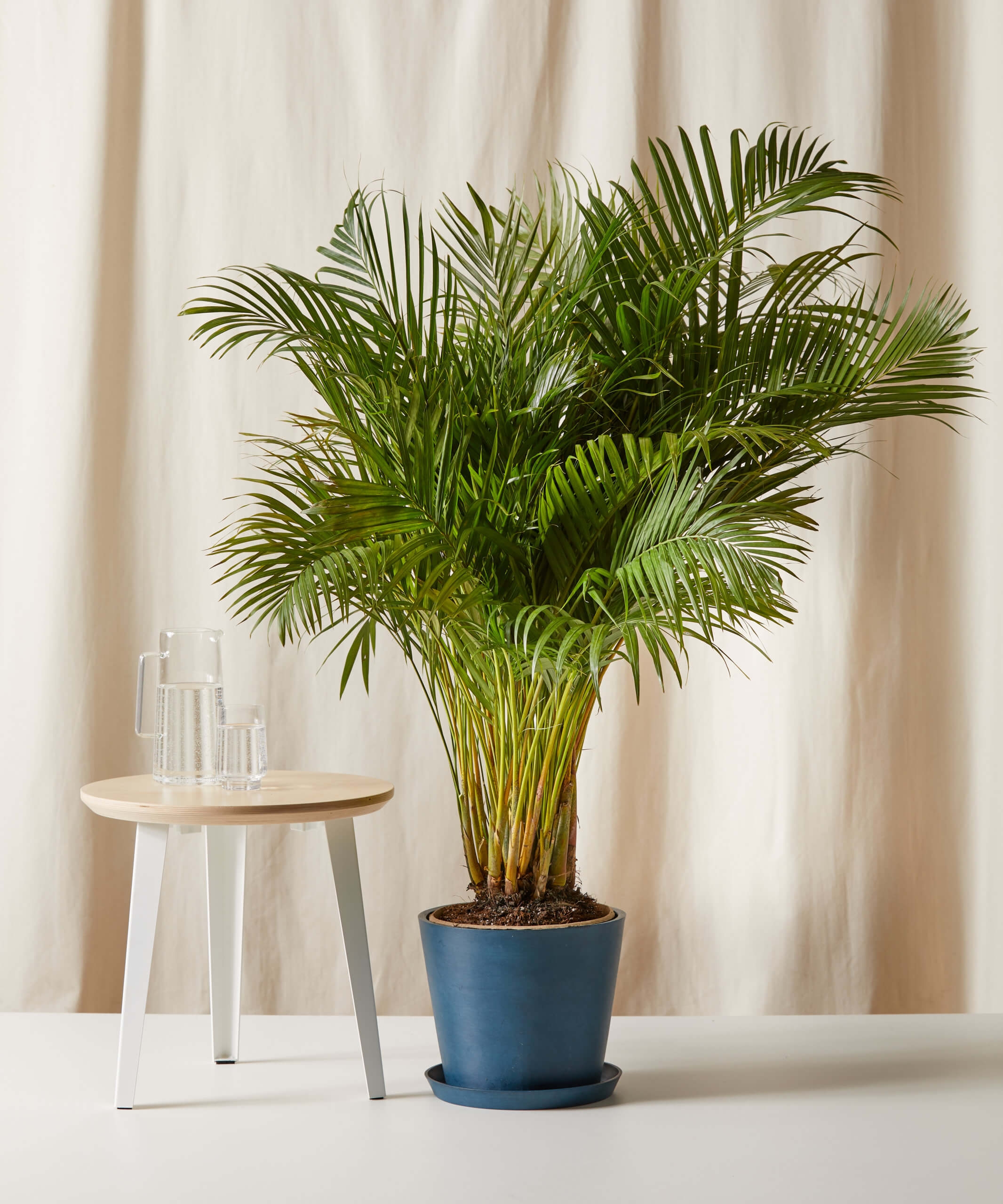 Areca Palm -  Indigo - Image 0