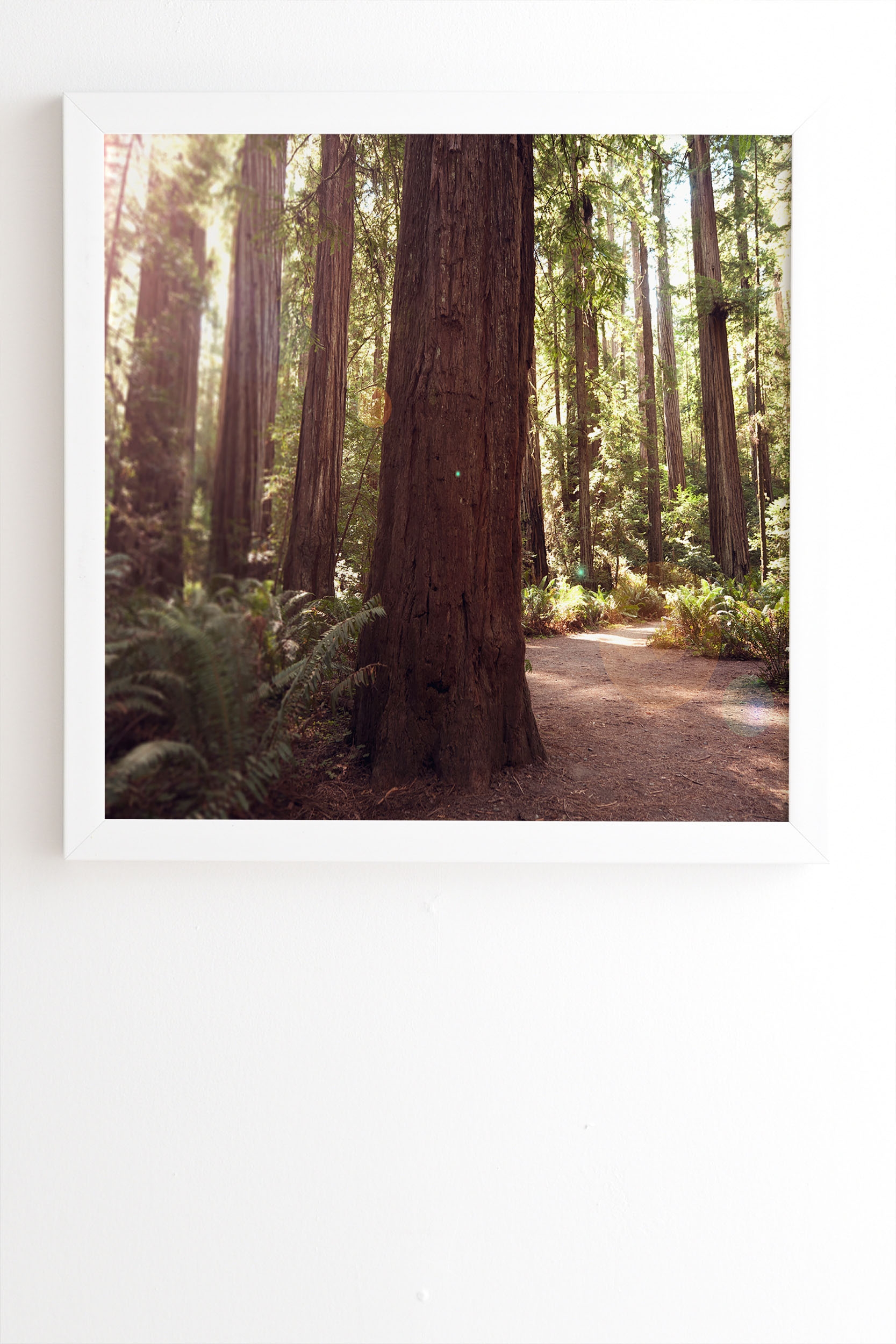 Redwoods by Bree Madden - Framed Wall Art Basic White 20" x 20" - Image 1