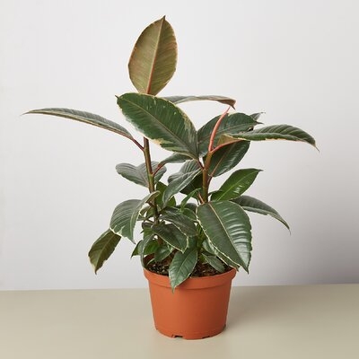 Ficus Elastic 'Tineke' - 6" Pot - Image 0