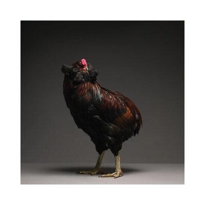 Araucana by Chicken - Wrapped Canvas Photograph - Image 0