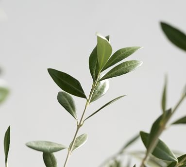 Live Olive Leaves, 3 Bunches - Image 1