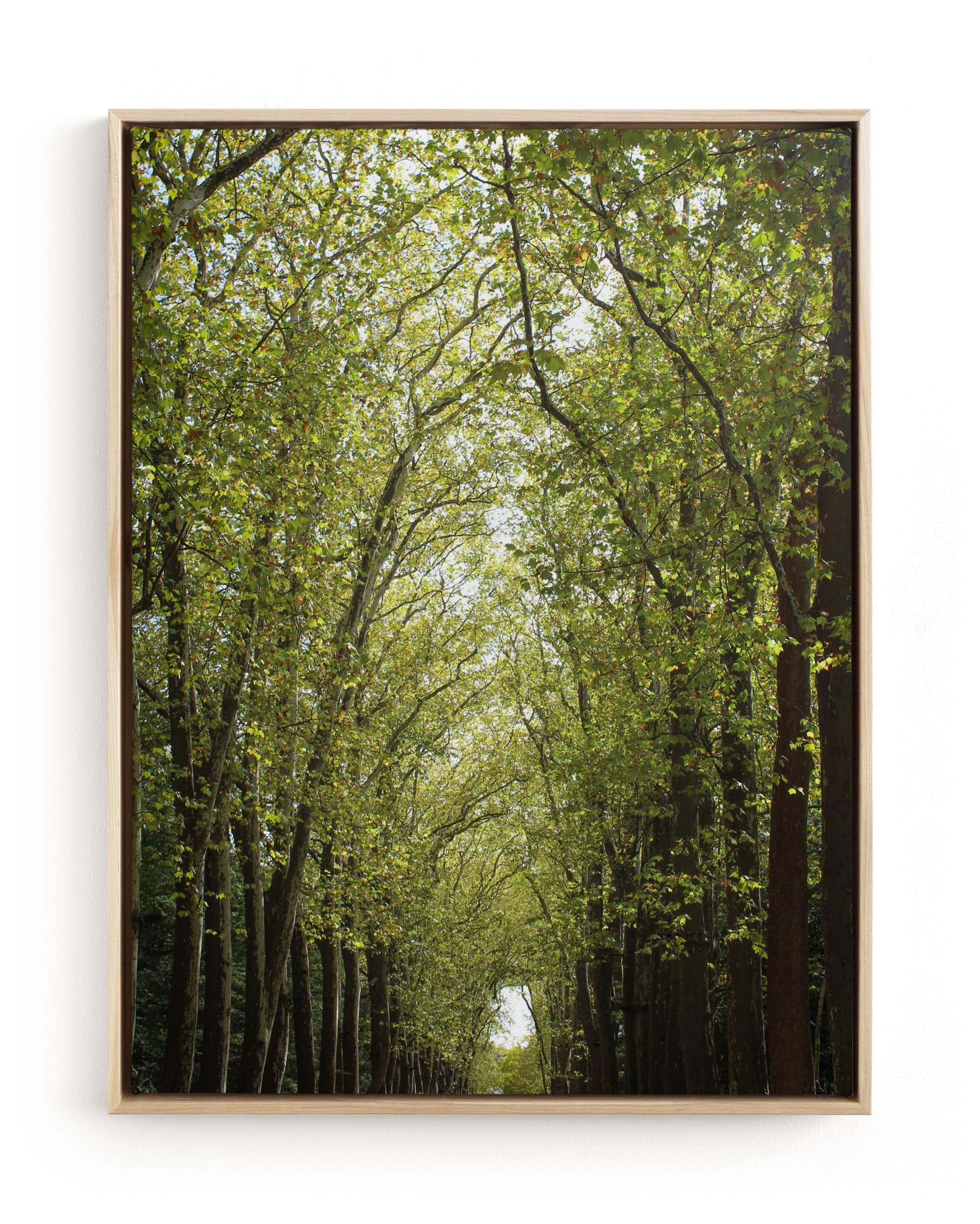 Canopy Of Trees Limited Edition Fine Art Print 1 - Image 0