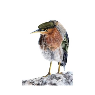 Green Heron by Mikhail Vedernikov - Wrapped Canvas Gallery-Wrapped Canvas Giclée - Image 0