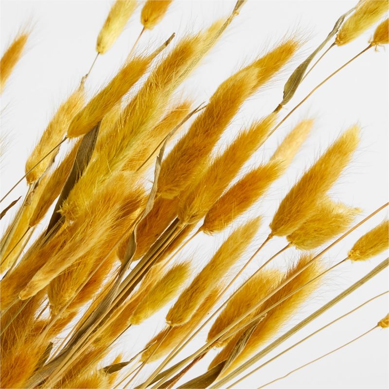 Goldenrod Yellow Dried Bunny Tail Bunch - Image 2