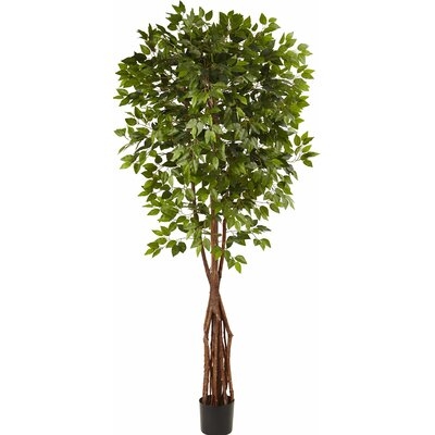 Super Deluxe Ficus Tree in Pot - Image 0