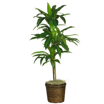 22" Artificial Dracaena Plant in Basket - Image 0