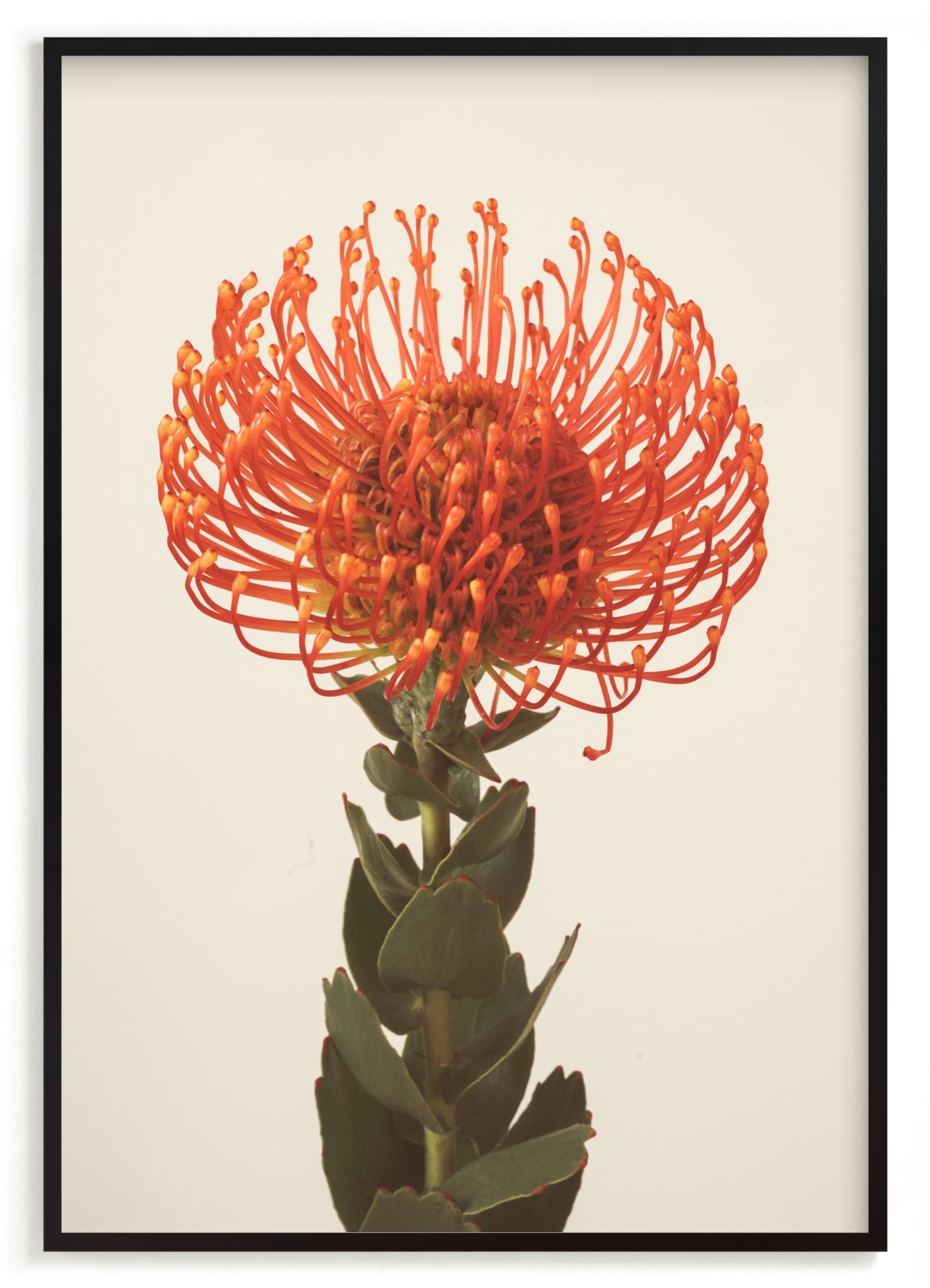 Protea I Limited Edition Fine Art Print 2 - Image 0