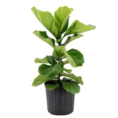 Fiddle Leaf Fig Ficus Lyrata Live Plant, Indoor Air Purifier, 10" Pot - Image 0