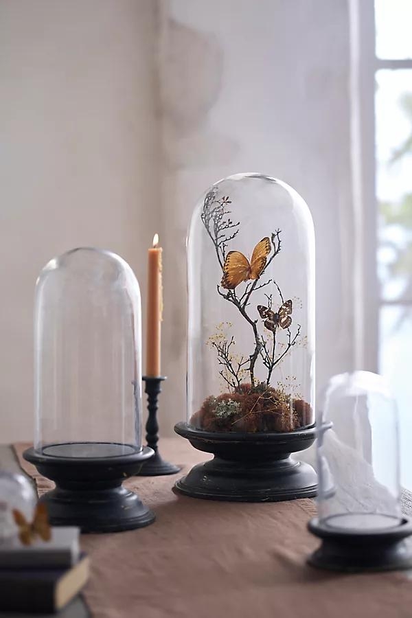 Glass Cloche with Distressed Wood Pedestal Base - Image 0
