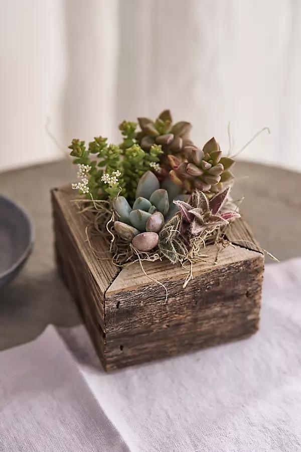 Square Succulent Planter - Image 0