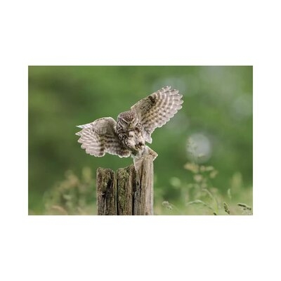 The Intent - Little Owl by Dean Mason - Wrapped Canvas Photograph Print - Image 0