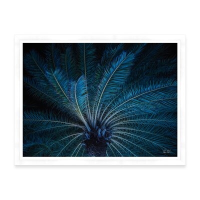 Aruba Palm - Image 0
