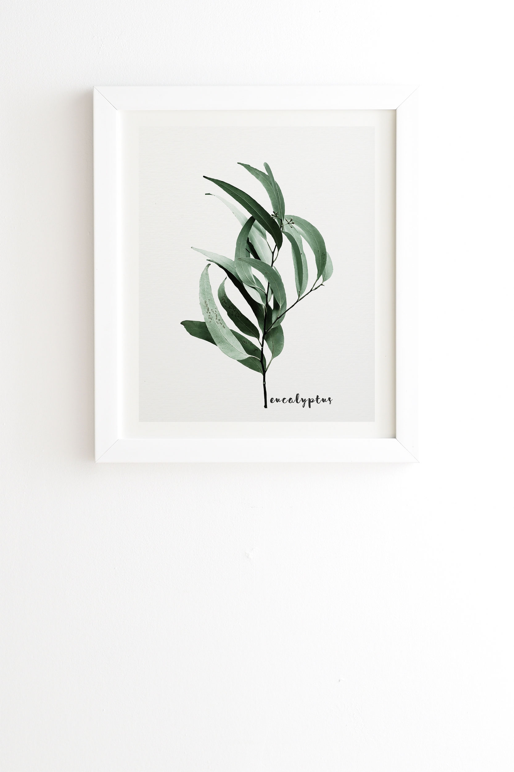 Eucalyptus Australian Gum Tree by Gale Switzer - Framed Wall Art Basic White 20" x 20" - Image 0
