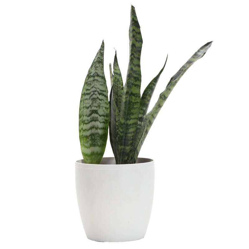 Thorsen's Greenhouse 8" Live Snake Plant in Pot Base Color: White - Image 0