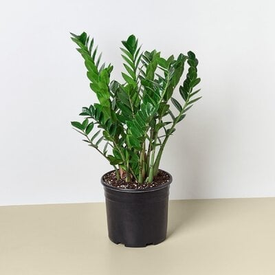 Zamioculcas Zamiifolia 'ZZ Plant' - 10" Pot - Image 0