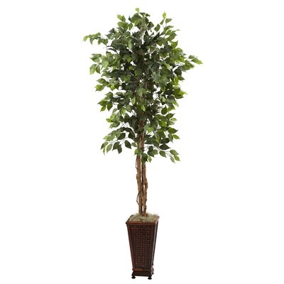 6.5’ Ficus W/Decorative Planter - Image 0