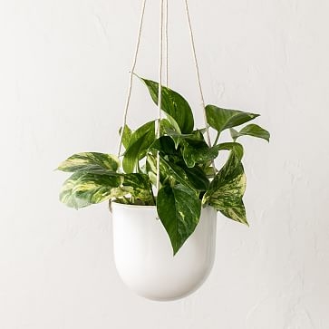 Arched Hanging Planter, Small, White - Image 1