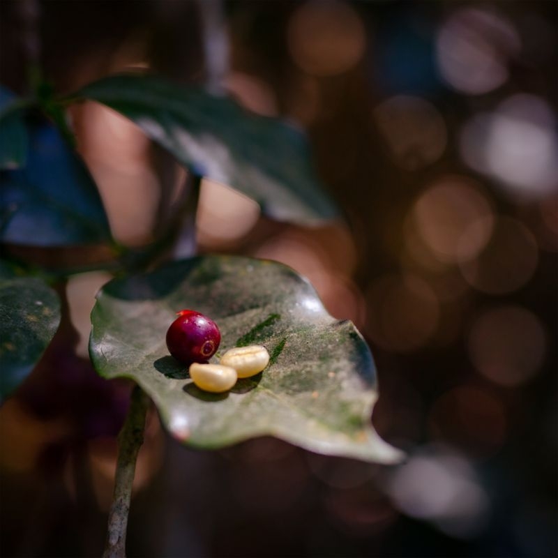 Equator Coffee Jaguar Espresso Blend Coffee Beans - Image 5