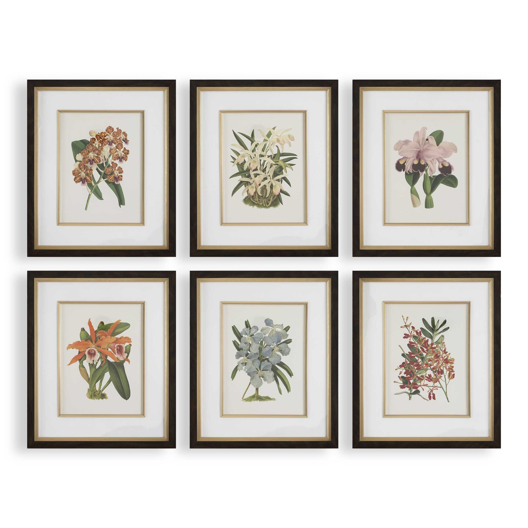Orchid Botanical Framed Prints Set/6 - Image 0
