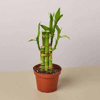 Dracaena 'Lucky Bamboo' - 4" Pot - Image 0