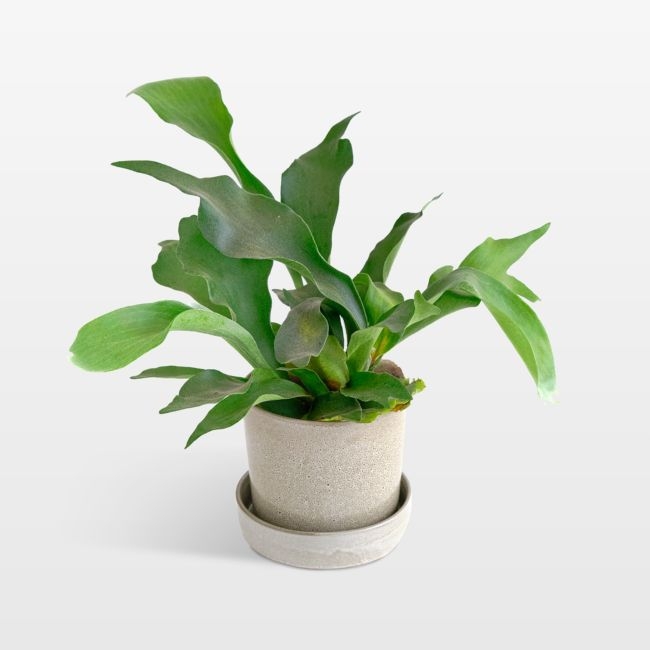 Live Staghorn Fern Plant 6" in Tan Ceramic Pot - Image 0