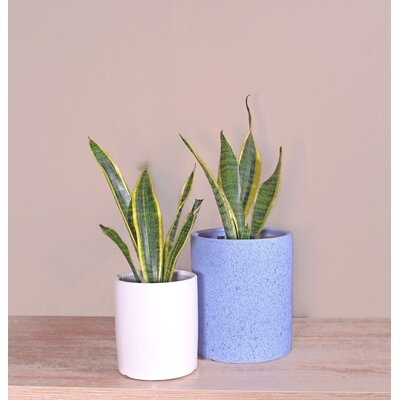 Live Plant Snake Plant With Ceramic Planter Pots 5'' White/6'' Sky Blue 2 Sets - Image 0