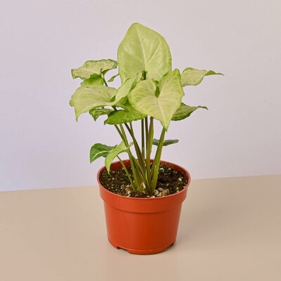 Syngonium White Butterfly - 4" Pot - Image 0