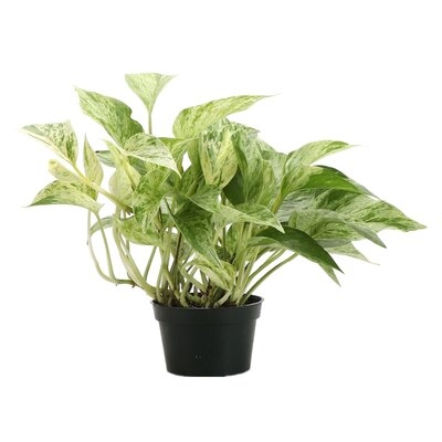 Live Foliage Plant in Pot - Image 0