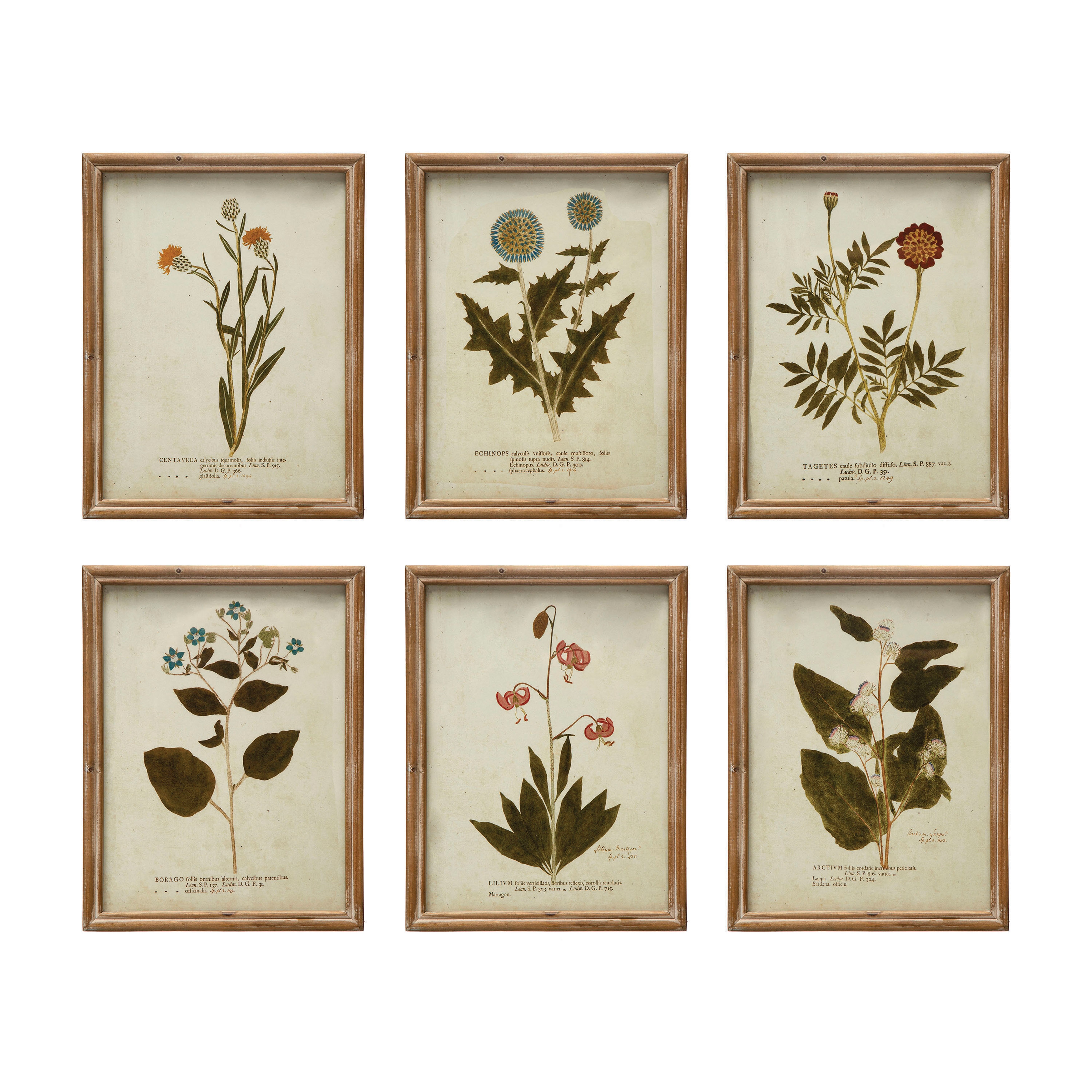 Wood Framed Portraits of Botanical Prints, Multicolor, Set of 6 - Image 0