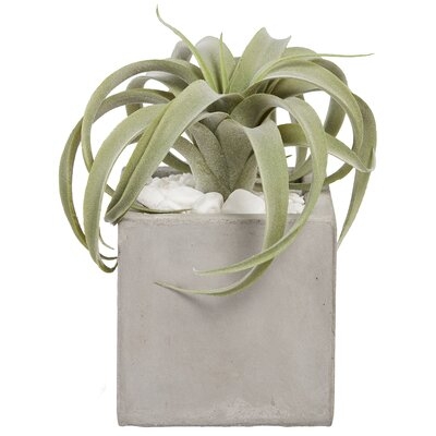 Airplant Plant in Planter - Image 0