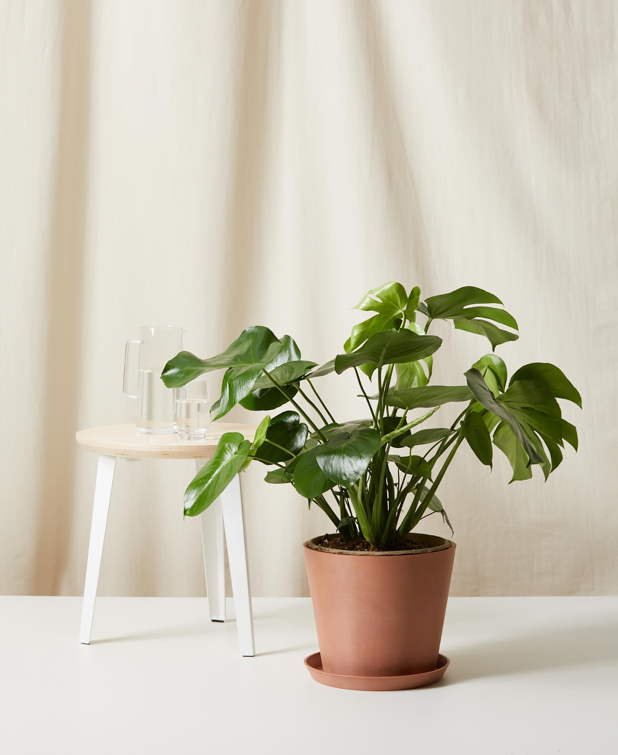 Monstera, Clay Pot - Image 0