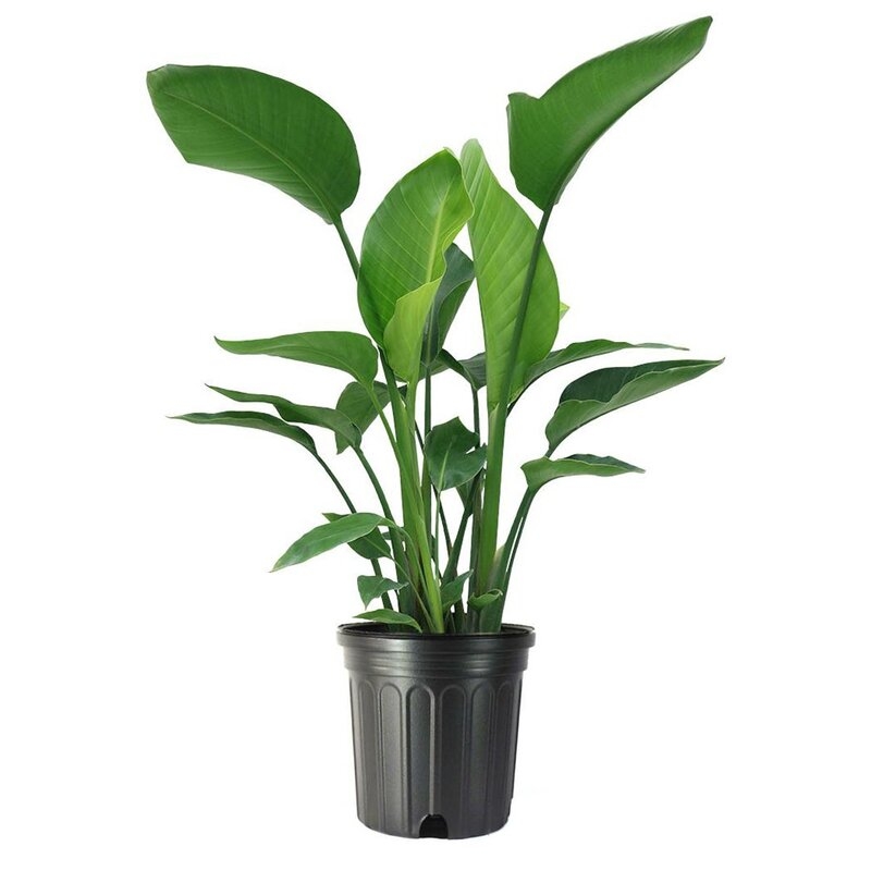 American Plant Exchange Low Maintenance 30'' Bird Of Paradise Plant Floor Plant with Air Purifying Qualities for Outdoor Use - Image 0