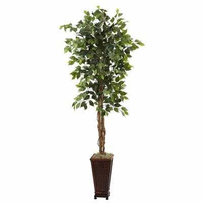 61'' Ficus Tree in Planter - Image 0