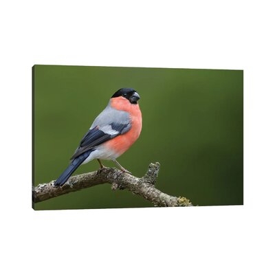 Bullfinch Posing by - Wrapped Canvas - Image 0