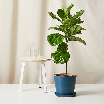 Live Plant, Fiddle Leaf Fig, Extra Large Floor, 12''diam, Terracotta Planter - Image 2